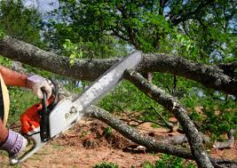 Best Fruit Tree Pruning  in Ave Maria, FL